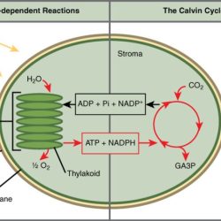 Which of these equations best summarizes photosynthesis