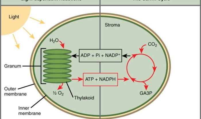 Which of these equations best summarizes photosynthesis