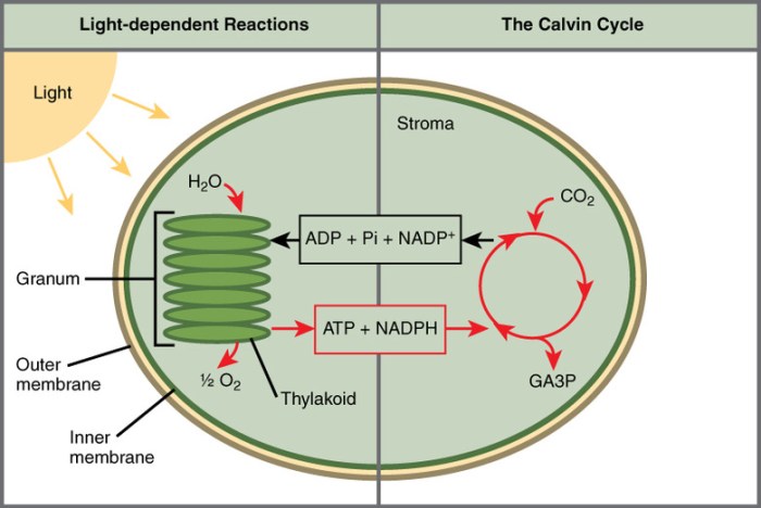 Which of these equations best summarizes photosynthesis