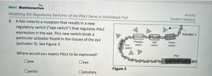 Modeling the regulatory switches of the pitx1 gene