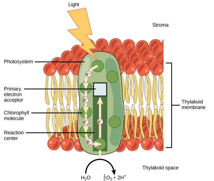 Select all the components of a photosystem.