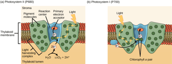 Select all the components of a photosystem.