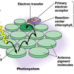 Antenna photosynthesis biologia fotosintesis photosynthetic bacterial rsc photon absorption centres dimeric p680