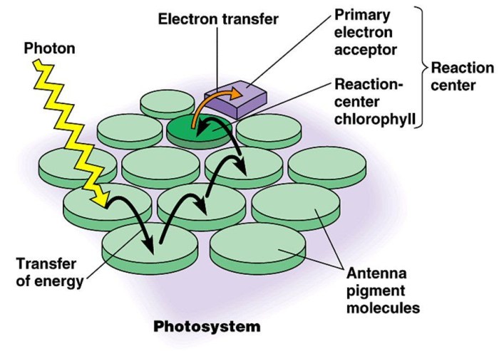 Antenna photosynthesis biologia fotosintesis photosynthetic bacterial rsc photon absorption centres dimeric p680