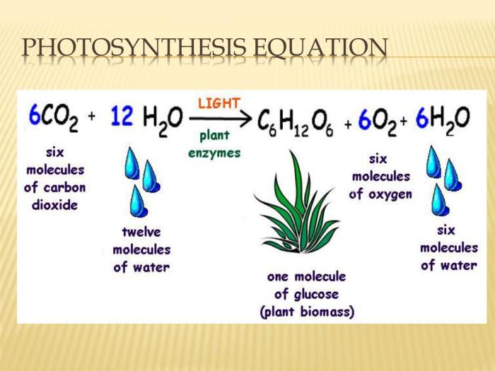 Biology photosynthesis chapter mastering occur calvin cycle does where identify flashcards stroma part easynotecards