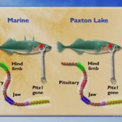 Modeling the regulatory switches of the pitx1 gene